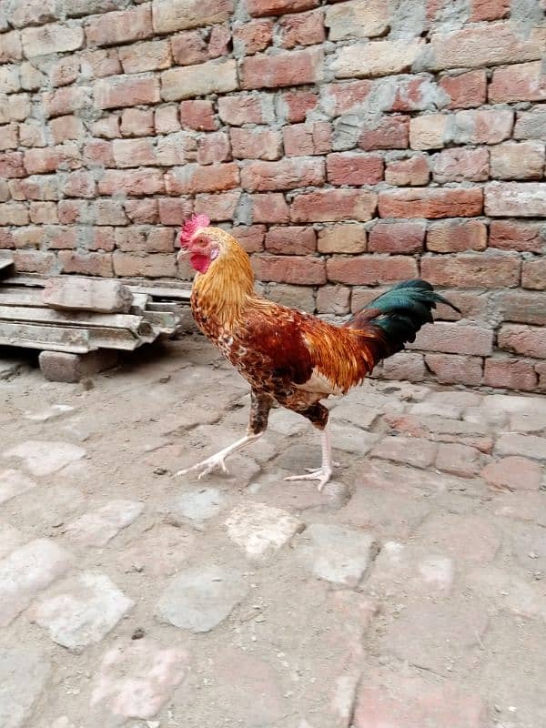 aseel hens murgi pathi desi pair murga or desi patha 03094157574. 4