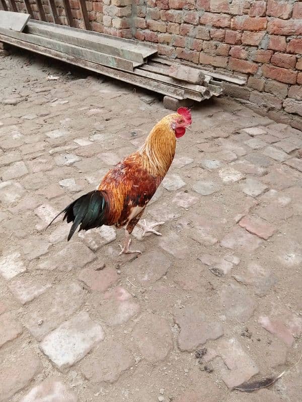 aseel hens murgi pathi desi pair murga or desi patha 03094157574. 5