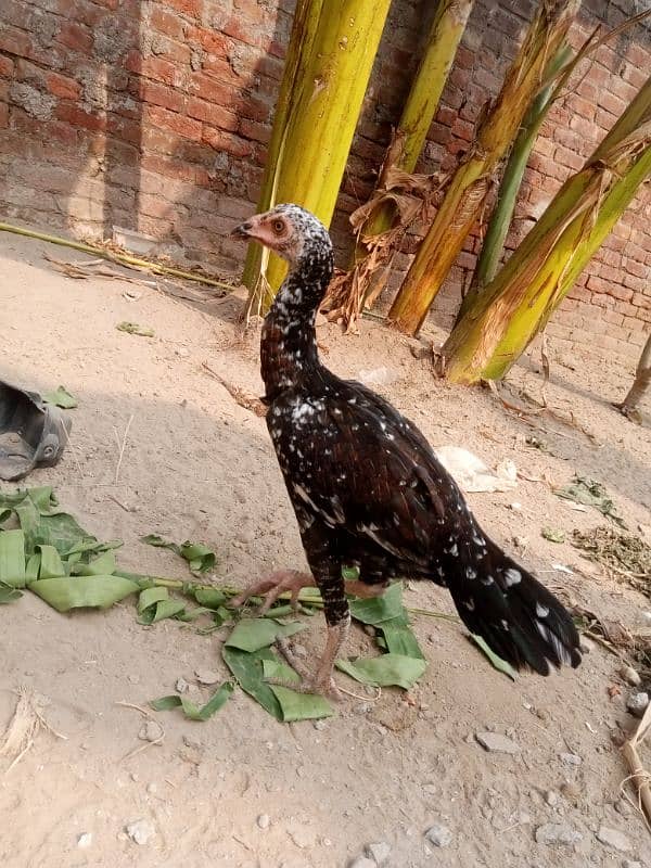 aseel hens murgi pathi desi pair murga or desi patha 03094157574. 10