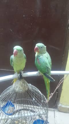 kashmiri pahari parrots