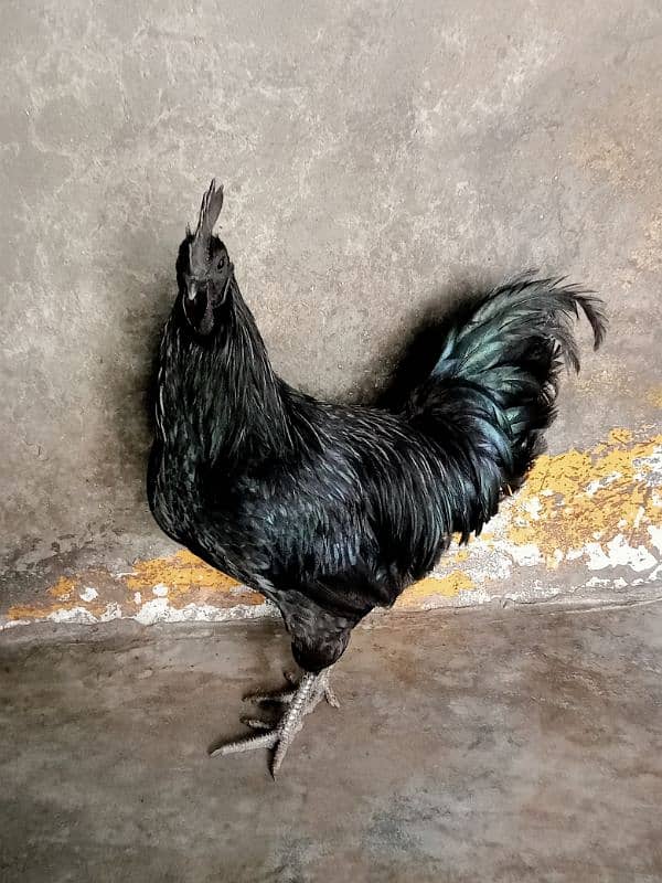 Ayam cemani 0