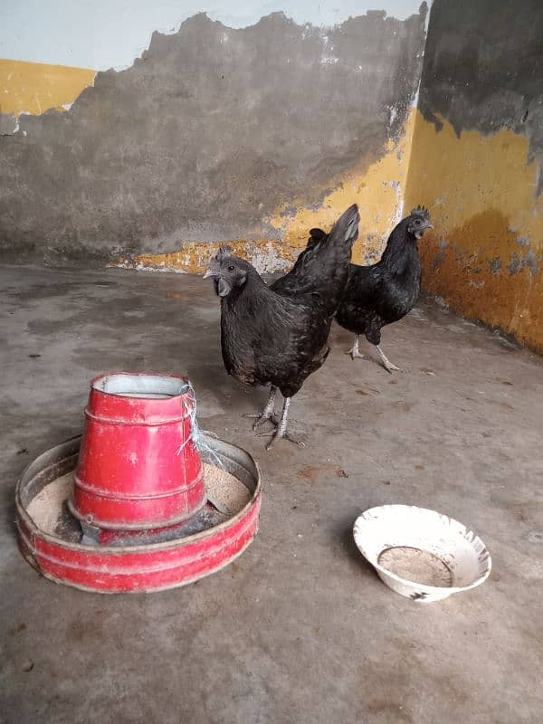 Ayam cemani 1