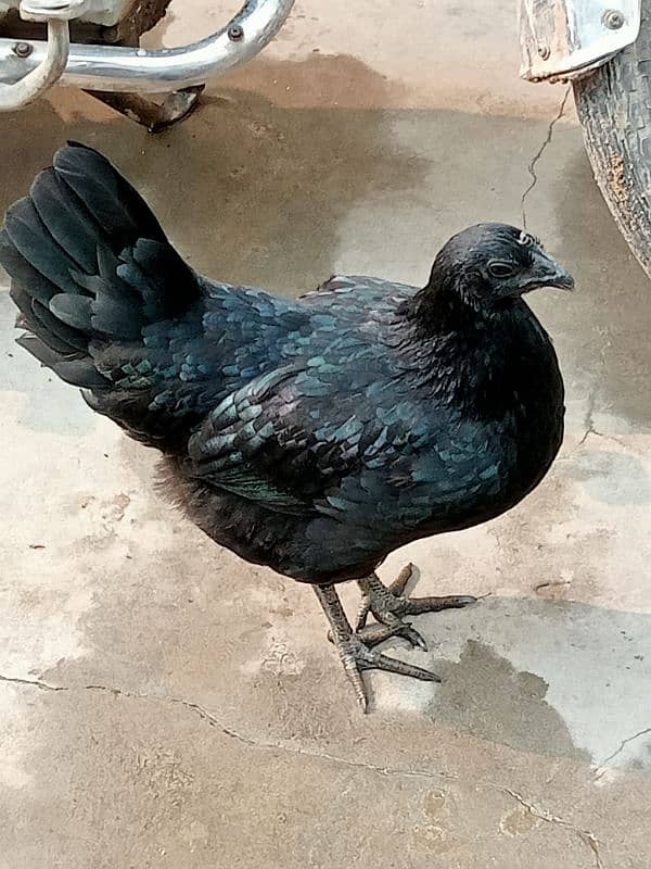 Ayam cemani 2