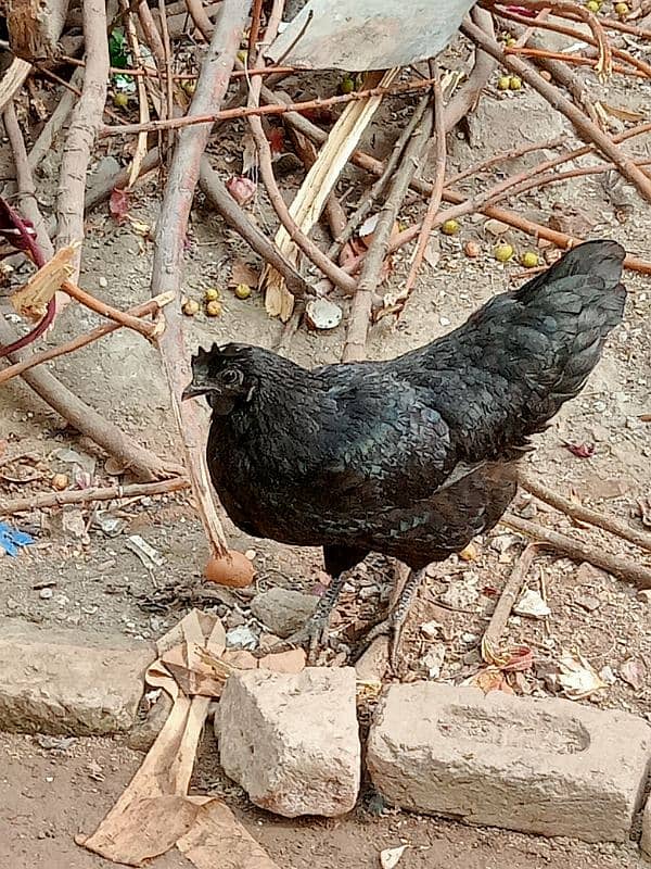 Ayam cemani 3