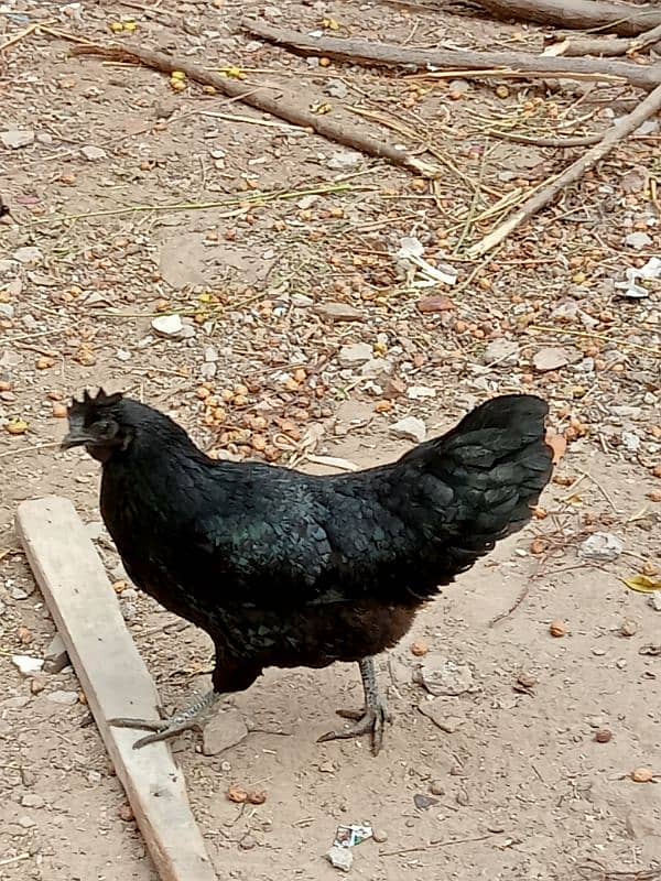 Ayam cemani 4