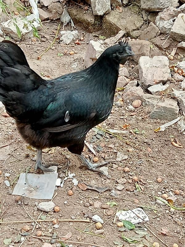 Ayam cemani 5