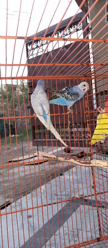 Parrots For Sale 0