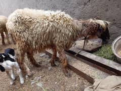 sheep with baby sheep