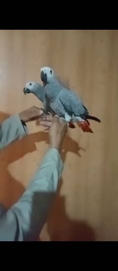 African grey pair available