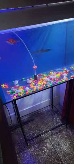 fish and fish aquarium for sale