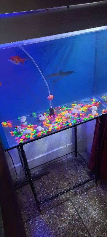 fish and fish aquarium for sale 0