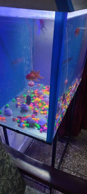 fish and fish aquarium for sale 1