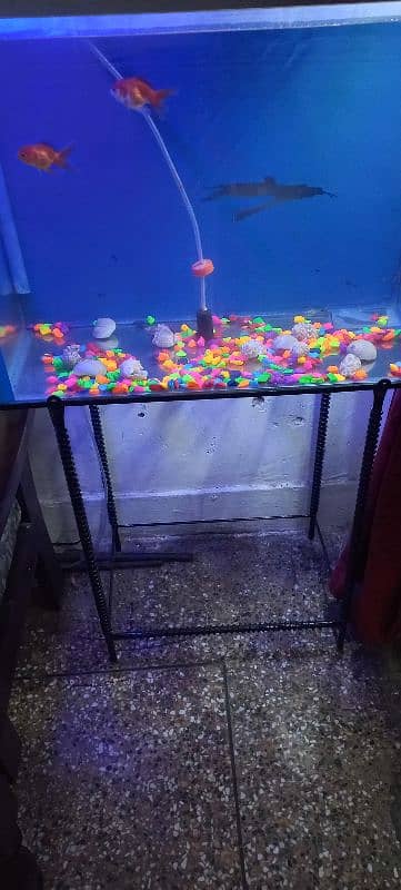 fish and fish aquarium for sale 2