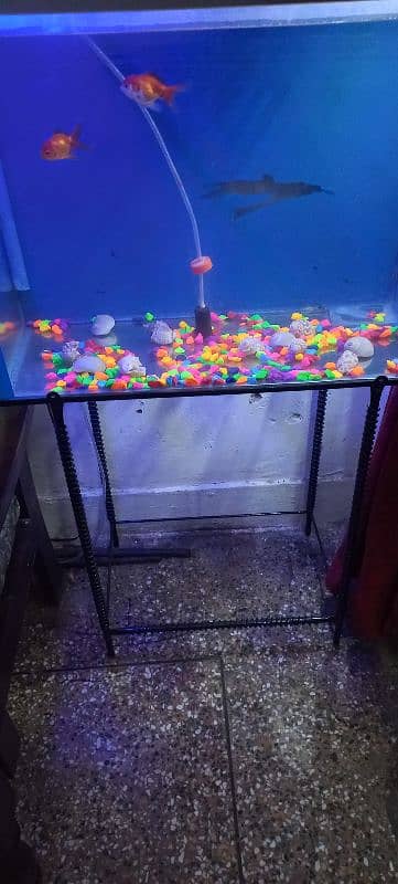 fish and fish aquarium for sale 3