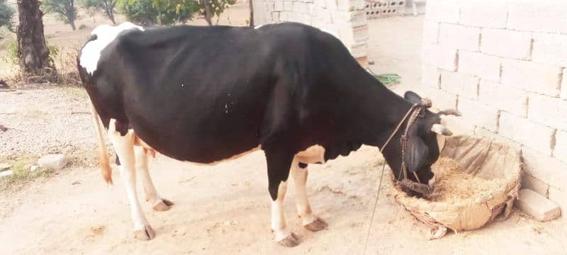 Australian Cow 1