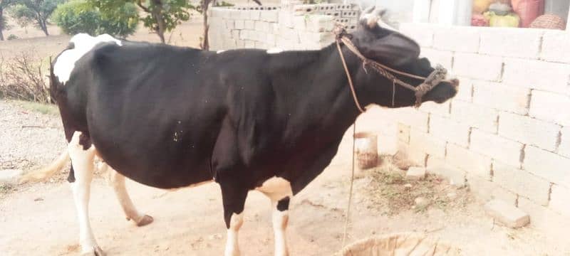 Australian Cow 2