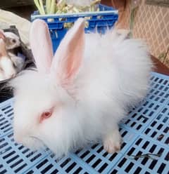 Live feeder rabbits for sale near me hotsell