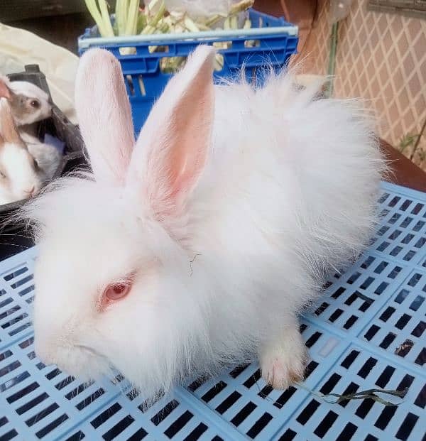 Fancy Bunnies for Sale 0