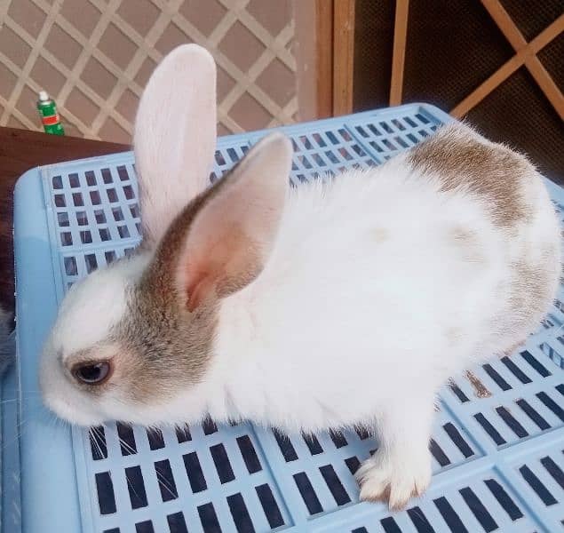 Fancy Bunnies for Sale 1