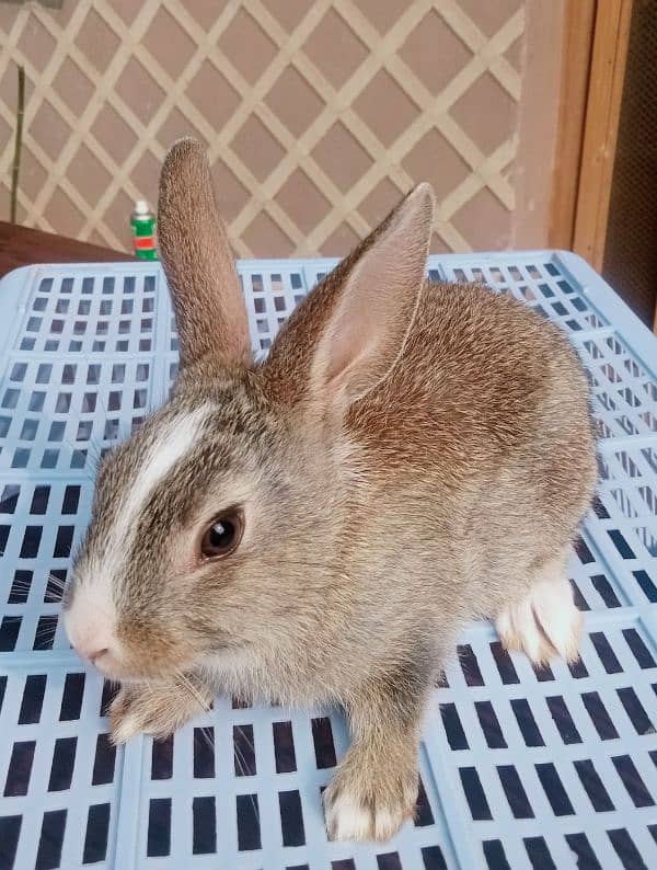 Fancy Bunnies for Sale 2