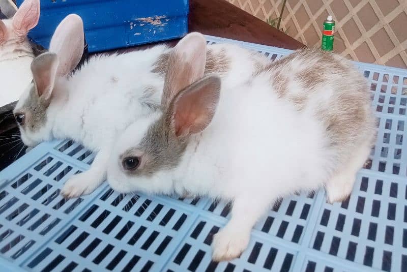 Fancy Bunnies for Sale 3