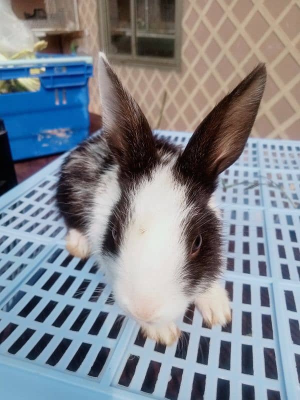 Fancy Bunnies for Sale 4