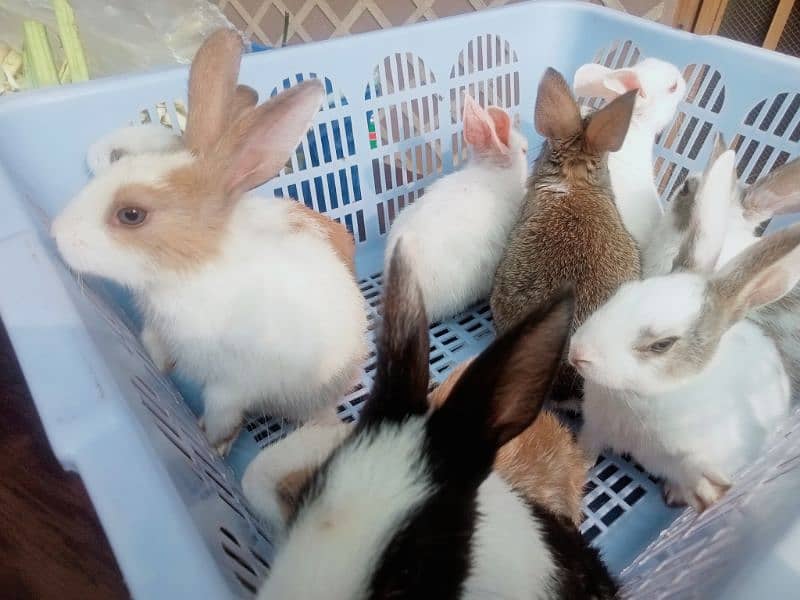 Fancy Bunnies for Sale 5