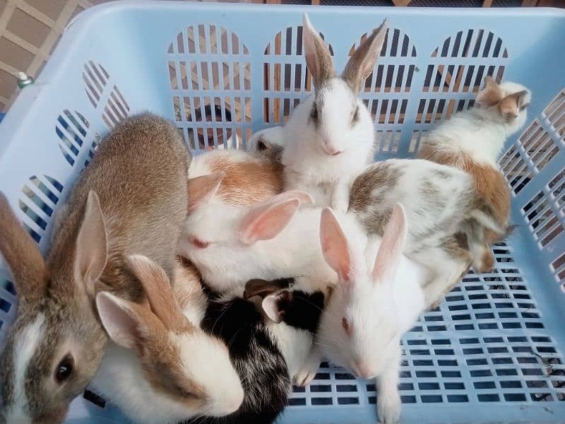 Fancy Bunnies for Sale 6