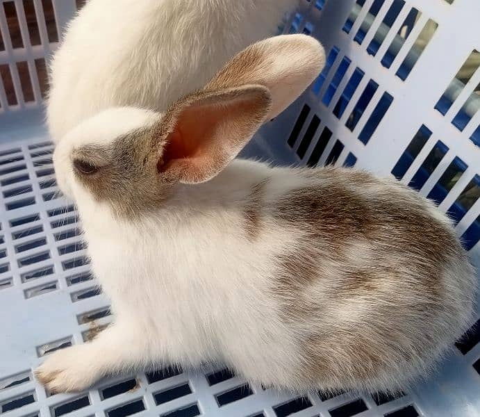 Fancy Bunnies for Sale 11