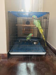 Raw Parrot Pair