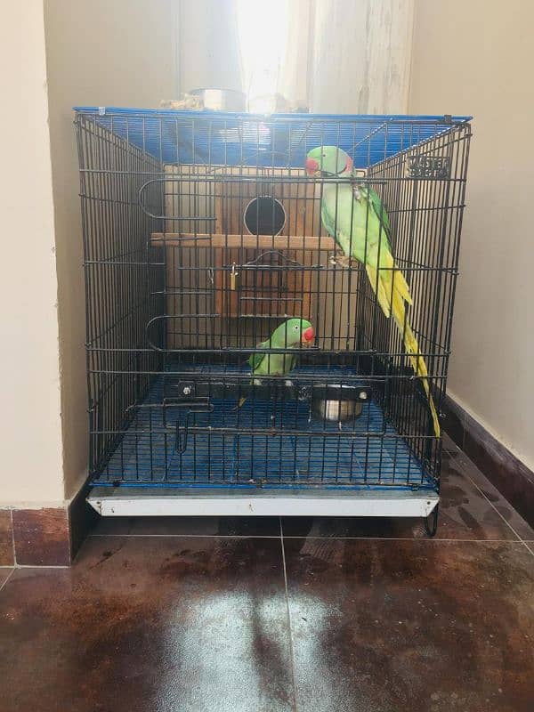 Raw Parrot Pair 0