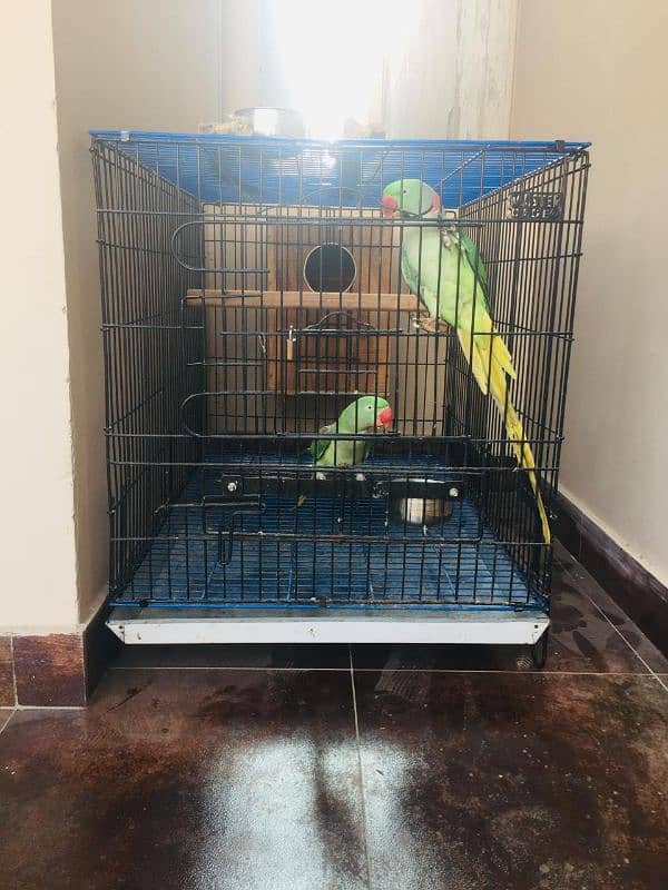 Raw Parrot Pair 1