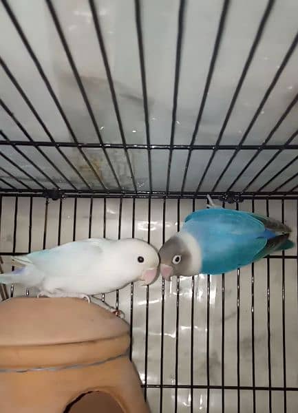 Love Birds 1