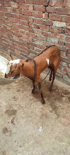 All Barbari Goat for sale