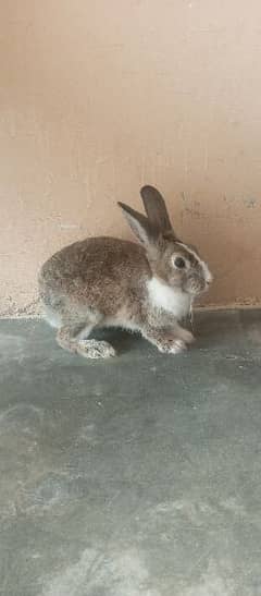 Male female Rabbit for sale