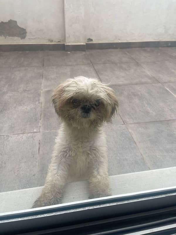 Beautiful and Friendly ShihTzu Female 1