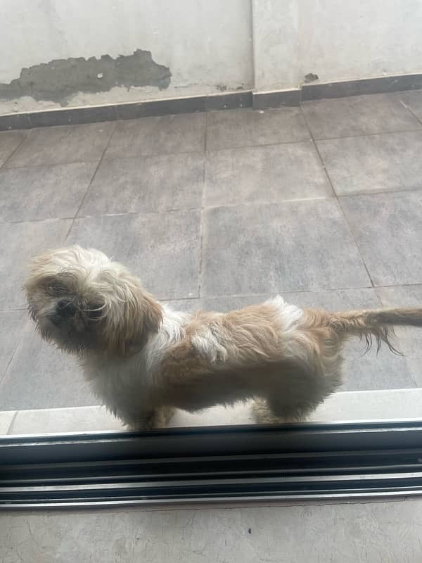 Beautiful and Friendly ShihTzu Female 2