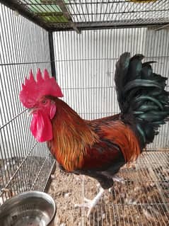 Golden Misri Cock