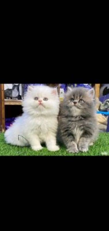 PERSIAN KITTEN FOR SALE CONTACT ON WHATUP 03090000539 5