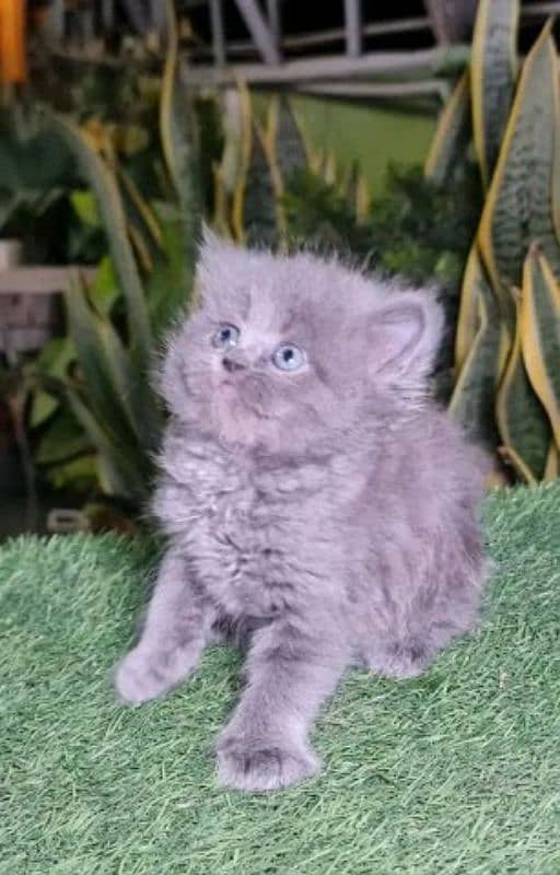 PERSIAN KITTEN FOR SALE CONTACT ON WHATUP 03090000539 12