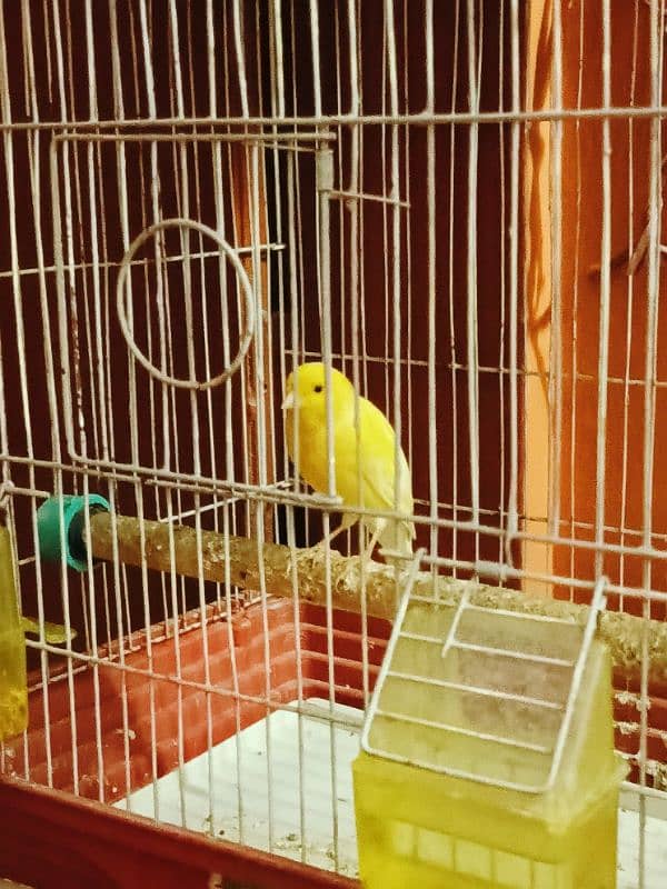 Canary non stop singing 1