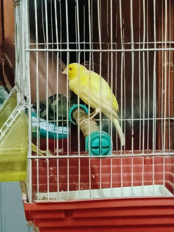 Canary non stop singing 3