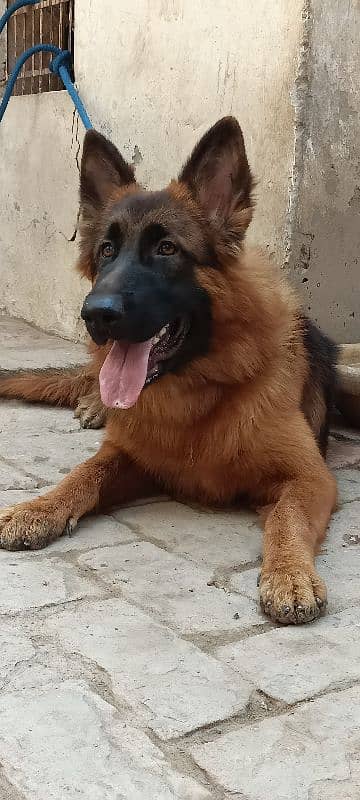 pink pedigree GSDP high quality Long coat Female 1