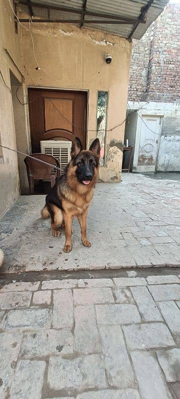 pink pedigree GSDP high quality Long coat Female 2