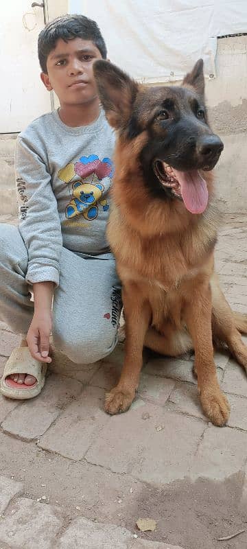 pink pedigree GSDP high quality Long coat Female 3