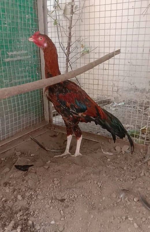 Parrot Beak Croos 03164921635/Wattsap03104876731 3