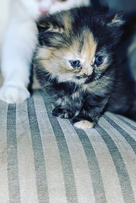 Persian kitten available for sale 0