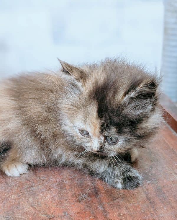 Persian kitten available for sale 1