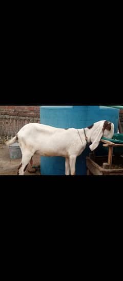 milking goat for sale