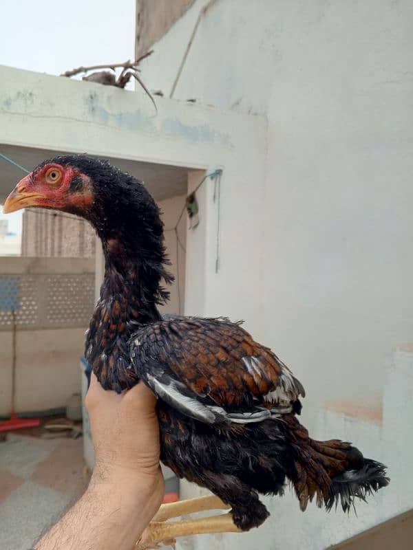 Mianwali cross breed chicks 0